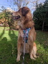 Truelove Front Nylon Dog Harness No Pull Vest Soft Adjustable Safety Harness For Dog