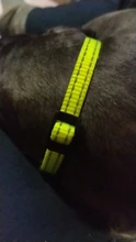Collar reflectante antipulgas y garrapatas para perros y gatos, antipulgas, antipiojos, Mata piojos, parasitos, desparasitante para perros y gatos pequeños