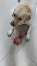 Cuerda para perro de compañía de algodón para masticar, juguete para mascotas con forma de bola de hueso, nudos, limpieza de dientes para perros pequeños, medianos y grandes, 5 tipos