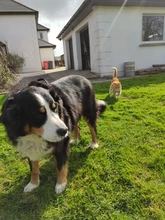 Perro suministros nailon mascota perros arnés Collar de Pet de alta calidad productos harnais pour chie para grandes Grande Mediano pequeño arnés de perro