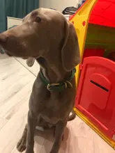 Leash-Set Lead Pet-Collars Dogs Pitbull Small Walking Real-Leather Personalized And 