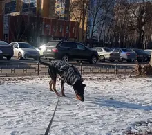 Pet-Dog-Clothes Clothing Walking-Harness Dogs Outdoor Waterproof Large Winter Medium