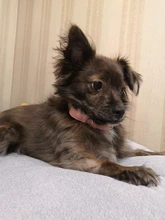 Dog-Collar Id-Plate Engraved Dogs Pitbull Custom Personalized Padded with Tag 2-Layers