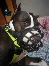 Bozal de silicona suave para perros pequeños, medianos, grandes y x-grandes, cesta transpirable, para mordeduras y ladridos