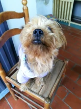 Cute Pet Dog Clothes Puppy sweater T-shirt Shirt Cute Rainbow printing Pajamas Cat 
