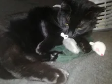 Pet-Toys Tail-Mice False-Mouse Sound Cat Real-Rabbit-Fur 5pcs Soft with for Dogs Long-Haired