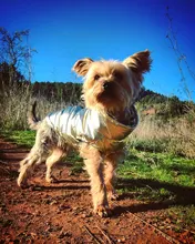 Jacket Coat Vest Pet-Dog Dogs Chihuahua Waterproof Winter Large for Big Autumn Warm Clothing-For-Dogs