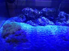 DSunY Led Aquarium Lamp for Aquarium Led Lighting Aquarium Reef Coral Marine Aquarium