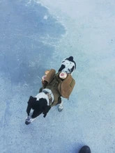 Vest Dog-Harness German-Shepherd Dogs Pet-Military-Training Molle Tactical Medium 