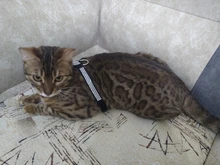 Collar de perro ajustable productos para mascotas Collar para perro arnés correa de liberación rápida Rhinestone Bling de cuero de la PU 1 PC