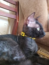 Collar de seguridad delicado para perros, correa de nailon, ajustable, a la moda, campana de camuflaje, gran oferta