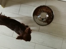 Dog-Bowl Puppy-Litter Stainless-Feeder Dish-Weaning Pet Food-Feeding Silver