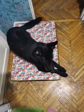 Cama grande para perro, colchoneta de espuma viscoelástica, transpirable, colchón ortopédico de fondo Oxford, para mascota mediana grande pequeña