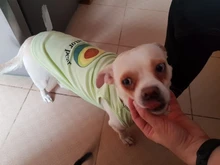 Ropa de perro para perros pequeños estampado bonito verano mascotas camiseta perro ropa chaleco para gatos mascota de algodón de T camisa Pug ropa trajes
