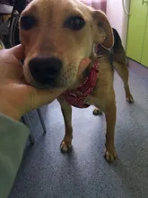 Truelove-arnés Floral sin tirones para mascotas, tela de algodón transpirable y reflectante, suave, para gatos y perros pequeños y medianos, para caminar y correr, TLH5655