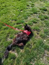 Reflectante cachorro gato arnés chaleco caminar perro ajustable Collar de gatito de malla de poliéster arnés para pequeño mediano perros