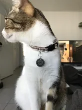 Collar de seguridad ajustable para gatos con cierre a presión, Material de algodón con campana, no mantiene el cuello, productos para cachorros de Mascota, Collar