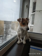 Zapatos de malla reflectante para perro y gato, medias de cachorro transpirables, Botas de lluvia antideslizantes para mascotas, protección de pata de osito cachorro para perro pequeño