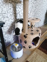 Drinking-Bowl Auto-Feeder Automatic Pet-Products-Supplies Water-Dispenser Water-Fountain