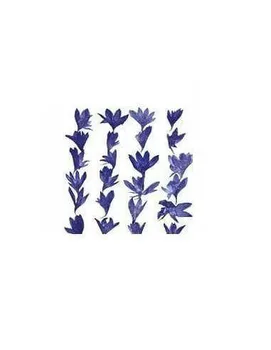 

DRIED PRESSED FLOWERS TO DECORATE CENTAUREA CYANIUS BLUE