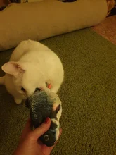 Muñeco eléctrico de peluche con forma de pez en movimiento para niños, juguete interactivo con carga USB para mascotas