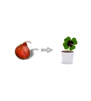 

BULB 4 leaf CLOVER