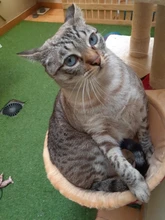 Cat Hammock Pet-Bed Hanging Sleeping-Kennel Install-On-Cat-Tree Soft Plush Dia Big-Capacity