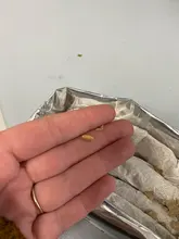 Bolsa de plantación de hierba de gato orgánica sin tierra, Kit de cultivo de aperitivos, hierba de gato, germinación de brotes para niños