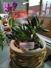 Rotuladores de plantas tipo T para jardín, etiquetas para maceta, vegetales, impermeables, de plástico, 100 Uds.