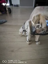 Jumpsuit Raincoat Pet-Cloak Teddy Waterproof-Jacket HOOPET Dogs Chihuahua for Small Cat