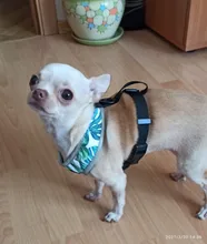 Arnés de Bulldog Francés transpirable para perros pequeños y medianos, chaleco para gatos, entrenamiento para caminar