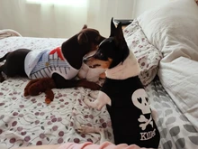 Puppy Shirt Teacup Dog-Vest Yorkie-Bulldog Dogs Pawstrip Summer Pet Small for Teddy