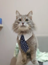 [MPK Store] Cat Toy Cat Costume Clip Tie for Cats and Dogs, Cat Collar