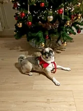 Grooming-Accessories Towel Scarf Necklace Collars Decor Cat Dogs Saliva Adjustable Plush