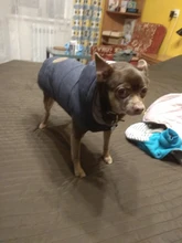 Winter Warm Pet Dog Clothes Hooded Thick Cotton Cat Puppy Dogs Coat Jackets S-XXL