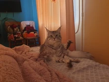 Fuente de agua automática para gatos y perros, alimentador para beber con filtro de carbón activo, tazón de bebida, dispensador eléctrico para gatos con alimentación USB fonte de agua para gato bebederos para perros