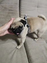 Arnés para perro o gato ajustable, reflectante, para gatos, exteriores, para perros pequeños, para caminar, Chihuahua, Terier