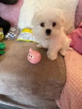 Latex Toy Frog Monkey Squeak Puppy-Bite Pig-Toy Pet-Dogs Chew Animal Cute Head-Shaped