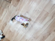 Clothing Puppy-Vest Dog-Coat Pet-Cat-Clothes French-Bulldog Small Dogs Chihuahua Winter