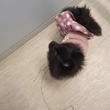 Dog-Dress Dogs-Skirt Yorkshire Summer Chihuahau Dot 