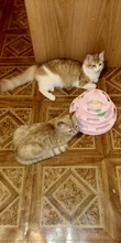 3 Levels Pet Cat Toy Funny Tower Tracks Disc Cat Tracks Toys Training Intelligence Amusement