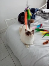 11 PCS Replacement Cat Feather Toy Set, Cat Feather Teaser Wand Toy for Kitten Cat Having