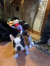 Novelty Halloween Dog Costumes Pet Clothes Cowboy Dressing up Jacket Coats for Dogs Funny