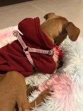 Leash-Set Pet-Products Dog-Harness Dogs Adjustable Small Chihuahua Walking Nylon And