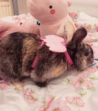 Arnés de nailon pequeño para perros, 10 colores, bonito arnés a prueba de Escape para gatos, conejos, Chihuahua y cachorros