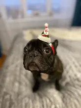 Costume Pet-Hat Pet-Cosplay-Clothes Christmas Cat Cute Dog Party-Decoration Glitter Elastic