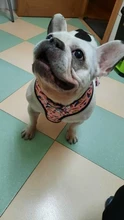 Dog-Harness Leash-Set Pets-Puppy No-Pull Dogs French-Bulldog Small Pug Breathable 