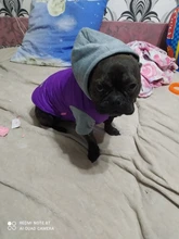 Hoodies Jacket Puppy French-Bulldog Small Dogs Waterproof Dog Chihuahua Winter Autumn