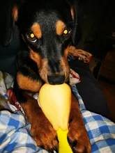 Pet Dog Toy Rubber Chicken Leg Puppy Sound Squeaker Chew Toys for Dogs Puppy Cat Interactive