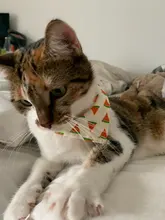 Baberos de perrito ajustables para perros pequeños, corbata, pañuelo de gato, Bandanas de cachorro para gato, lazos triangulares para el cuidado de mascotas 35, novedad